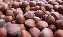 Trabzon’un Fındık İhracatı Yüzde 75 Azaldı