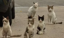 Yeni Zelanda 2050’ye Kadar Vahşi Kedileri Yok Edecek