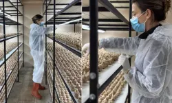 Mesleğini Bıraktı, 50 Metrekarede Safran Üretiyor