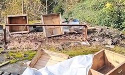 Rize’de Ayı Kovanları Parçaladı: Arıcı Tepkili