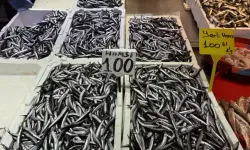 Trabzon’da Hamsi Sezonu Bereketli Geçiyor