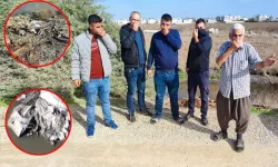 Adana’da Dereye Atılan Hayvan Kalıntıları Tepki Çekti