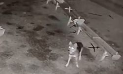 Erzurum Karayazı’da Kurtlar Sokaklara İndi