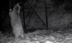 Hemşin’de Ayı Kovanlara Ulaşmak İçin Direğe Tırmandı