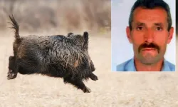 Erzincan Kemah’ta Yaban Domuzu Saldırısı Can Aldı