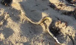 Avustralya’da Deniz Yılanı Ölümleri Endişe Yaratıyor