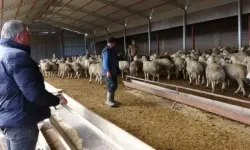 Babasına Kızıp Başladı, 3 Bin Küçükbaş Sahibi Oldu