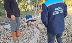 Yavru Akdeniz foku Marmaris kıyısında bulundu