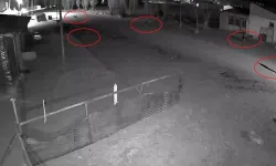 Bayburt’ta Kurt Sürüsünün Köpeği Tuzağa Çekme Anları