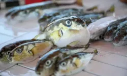 Antalya’da Balon Balığı Avcılığıyla Ekosisteme Büyük Katkı