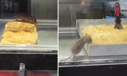 İzmir Buca’da Börekçide Fare Skandalı Tepki Çekti