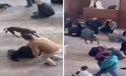 Çayırova’da Camiye Giren Pitbullun Sahibine İşlem