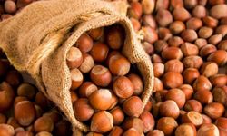 Giresun’da Fındık Fiyatları Yeniden Yükselişe Geçti