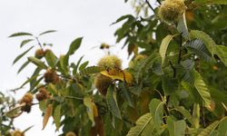 Hasadı Zahmetli, Satışı İse Sabır İşi