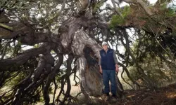 Kastamonu’da 400 Yıllık Çam Ağacı İlgi Odağı Oldu