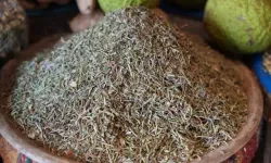 Bir Tutamı Yetiyor Hastalıklara Karşı Koruyor