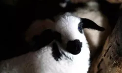 Erzincan’da Kuzu Doğumları Üreticilere Umut Oldu