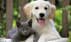 Kedi Ve Köpek Kayıtlarında Son Gün 31 Aralık 2025