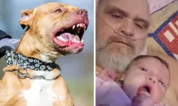 7 Pitbullun Saldırdığı Dede ve Torunu Öldü