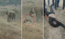 Hindistan’da Fil Sürüsü Saldırısı : 4 Kişi Hayatını Kaybetti