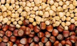 Fındık Fiyatında Sert Düşüş Üreticiyi Zorluyor