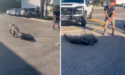 Florida’da 3 Metrelik Dev Timsah Market Önünü Karıştırdı