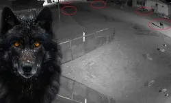 Bayburt’ta Kurtlar Köpeği Tuzağa Çekmeye Çalıştı