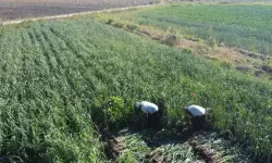 Kozan’da Pırasa Hasadı Başladı, Rekolte Sevindirdi