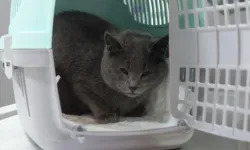 İştahsız Diye Veterinere Giden Kedi' de Şok Olay