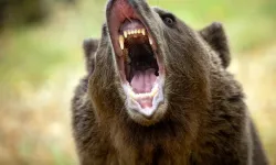 Ayı Saldırısı Rekoru: 230 Kişi Etkilendi