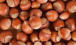 Türkiye’nin 11 Aylık Fındık İhracatı 221 Bin Tonu Aştı