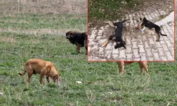 Isparta Hisarardı Köyünde 5 Sahipsiz Köpek Ölü Bulundu