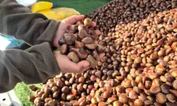 Tekirdağ’da Kestane Sezonu Açıldı, Tezgâhlar Doldu