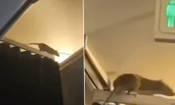 Fare Alarmı: 250 Yolcu Karayipler'de Mahsur Kaldı