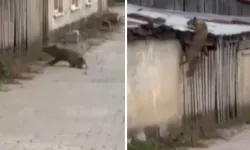 Bolu’da Köpek Sesi Duyan Tilkinin Panik Anı Kamerada