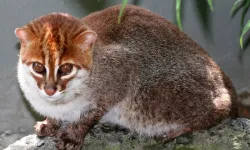 Yassı Başlı Kedi 30 Yıl Sonra Tayland’da Görüntülendi