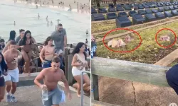 Bondi Saldırısı Ardından Müslüman Mezarlığı Hedef Alındı