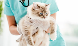 Sakarya Veteriner İle Evcil Hayvanlarda Tüy Dökülmesi Ve Sağlıklı Bakım Önerileri