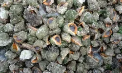 Karadeniz’de Yabancı Tür Alarmı: Hamsi Tehdit Altında