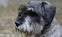Schnauzer Yavru Bakım ve Satın Alma Rehberi