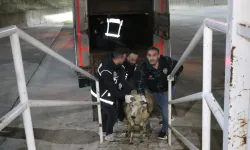 Hayvanların Karnından Yasaklı Madde  Çıktı