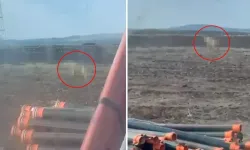 Sivas’ta Çiftçinin Alfa Kurtla Karşılaşması Gündem Oldu