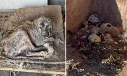 Denizli’de Sözde Barınakta İçler Acısı Görüntüler