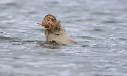 Karabük’te Nesli Tehlikedeki Su Samuru Görüntülendi