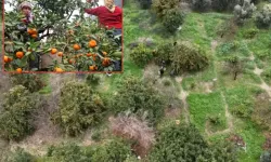 Hatay’da Mandalina Tarlada 2 TL, Markette 35 TL