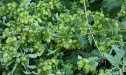 Türk Çiftçisi Atıyor, Avrupa Kilosunu 35 Bin TL'ye Alıyor