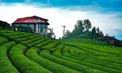 2025 Yaş Çay Rekoltesi Açıklandı Üretimde Düşüş Yaşandı