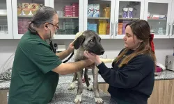 Ordu’da Sokak Köpeklerine Tüfekli Saldırı