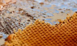 Ilgaz Balı Guinness Rekorlar Kitabı’na Girdi