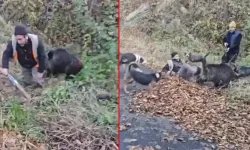 Trabzon’da Yaban Domuzu Avcıyı Yaraladı